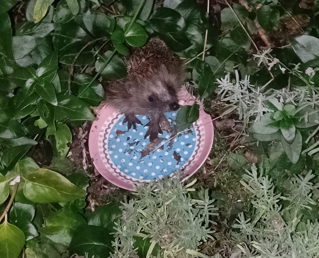 Knabbel wacht op zijn eten